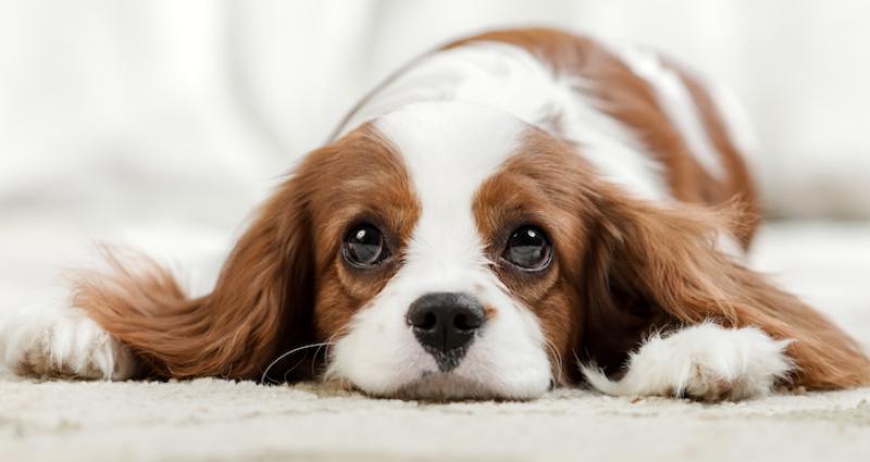 um filhote de cachorro